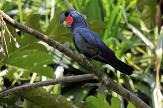 Palm Cockatoo (Probosciger aterrimus), Arabian Cockatoo, adult, on tree, perch, calling, Australia