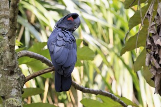 Palm Cockatoo (Probosciger aterrimus), Arabian Cockatoo, adult, on tree, perch, Australia