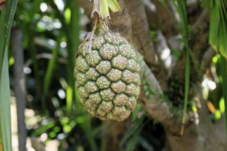 Pandanus tectorius, genus screw trees, unripe fruit dressing, fruits, useful plant, Singapore,
