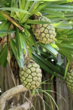 Pandanus tectorius, genus screw trees, unripe fruit dressing, fruits, useful plant, Singapore,