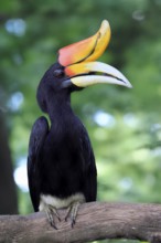 Rhinoceros bird (Buceros rhinoceros), adult, male, on tree, on wait, Southeast Asia