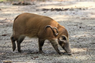 Brush-eared porcupine (Potamochoerus porcus), river pig, adult, foraging
