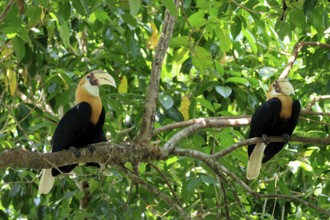 Papuan Hornbill (Rhyticeros plicatus), adult, male, two males, on tree, alert, Southeast Asia