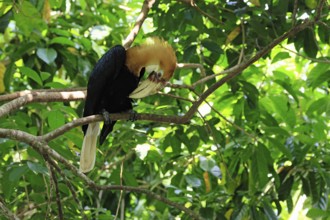 Papuan Hornbill (Rhyticeros plicatus), adult, male, on tree, plumage care, Southeast Asia