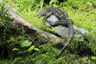 Papuan dragon (Varanus salvadorii), adult, foraging, on rocks, alert, New Guinea