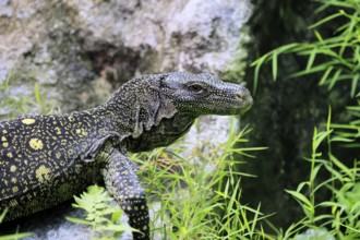 Papuan dragon (Varanus salvadorii), adult, foraging, on rocks, portrait, alert, New Guinea