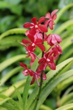 Orchid Aranda Dinah Shore, blossoms, blooming, Singapore, Southeast Asia