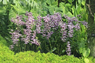 Orchid Dendrobium Serene Chang, flowers, blooming, Singapore, Southeast Asia
