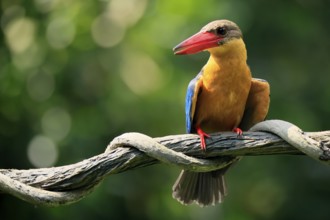 Cranesbill Kingfisher (Pelargopsis capensis), Gurial, adult, on hold, Singapore, Southeast Asia