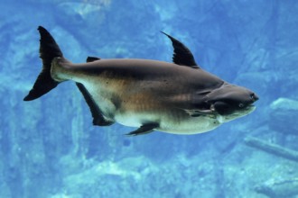 Mekong giant catfish (Pangasianodon gigas), adult, swimming, Southeast Asia