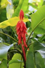 Musa coccinea, red dwarf banana, flower, Singapore, Southeast Asia