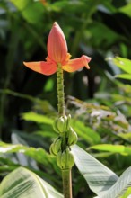 Musa laterita, Indian dwarf banana, blossom, fruits, Singapore, Southeast Asia