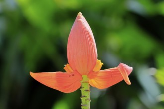 Musa laterita, Indian dwarf banana, blossom, fruits, Singapore, Southeast Asia