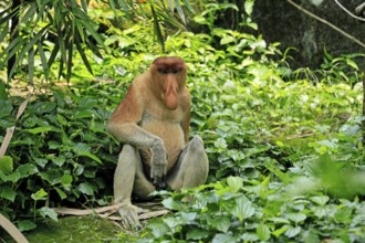 Proboscis monkey (Nasalis larvatus), adult, male, resting, sitting, on the ground