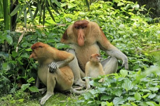 Proboscis monkey (Nasalis larvatus), adult, male, female, juvenile, family, resting, sitting, on