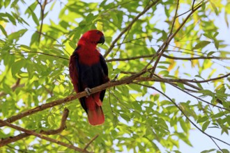 New Guinea noble parrot (Eclectus polychloros), adult, female, on tree, alert, New Guinea, Oceania