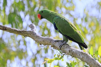 New Guinea noble parrot (Eclectus polychloros), adult, male, on tree, alert, New Guinea, Oceania