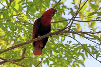 New Guinea Parrot (Eclectus polychloros), adult, female, on tree, calling, New Guinea, Oceania