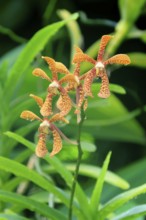 Holttumara Hari Afghan orchid, blossoms, blooming, Singapore, Southeast Asia