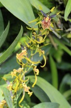 Brassidium Mystic Maze orchid, blossoms, blooming, Singapore, Southeast Asia