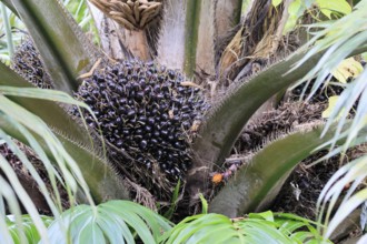 Oil palm (Elaeis guineensis), palm, oil palm fruit, fruit, Singapore, Southeast Asia