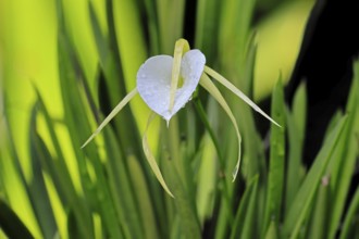 Brassavola cucullata orchid, flowers, blooming, Singapore, Southeast Asia