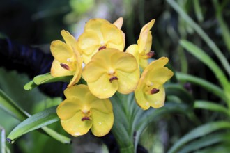 Orchid Vanda Her Majesty Queen Elizabeth II, blossoms, blooming, Singapore, Southeast Asia