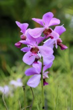 Papilionanda Gelora Bandung orchid, flowers, blooming, Singapore, Southeast Asia