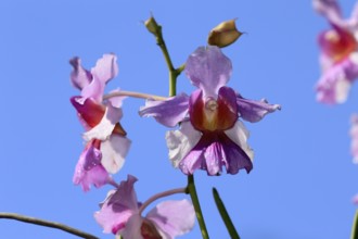 Vanda Miss Joaquim orchid, blossoms, blooming, Singapore's national flower, Singapore, Southeast