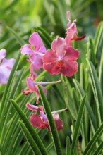 Papilionanda Tan Hoon Siang orchid, blossoms, blooming, Singapore, Southeast Asia