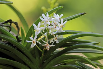 Orchid Vandachostylis Lou Sneary, blossoms, blooming, Singapore, Southeast Asia