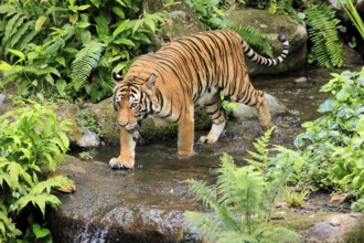 Malaysia tiger (Panthera tigris jacksoni), adult, running, in water, stream, vigilant, Malaysia,