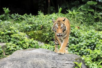 Malaysia tiger (Panthera tigris jacksoni), adult, running, stalking, vigilant, Malaysia, Southeast