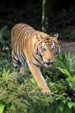 Malaysia tiger (Panthera tigris jacksoni), adult, running, stalking, vigilant, Malaysia, Southeast