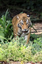 Malaysia tiger (Panthera tigris jacksoni), adult, alert, Malaysia, Southeast Asia