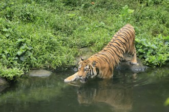 Malaysia tiger (Panthera tigris jacksoni), adult, at water, shore, vigilant, Malaysia, Southeast