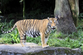 Malaysia tiger (Panthera tigris jacksoni), adult, standing, alert, Malaysia, Southeast Asia