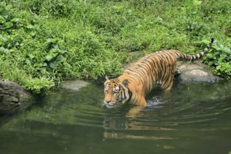 Malaysia tiger (Panthera tigris jacksoni), adult, at water, vigilant, Malaysia, Southeast Asia