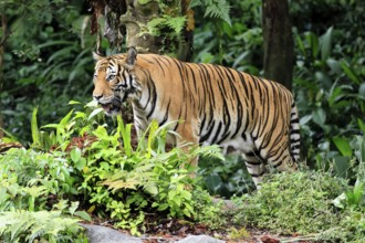 Malaysia tiger (Panthera tigris jacksoni), adult, alert, Malaysia, Southeast Asia