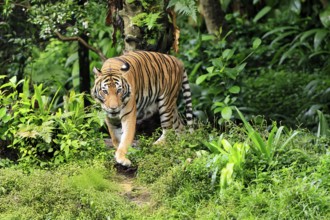 Malaysia tiger (Panthera tigris jacksoni), adult, running, stalking, vigilant, Malaysia, Southeast