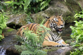 Malaysia tiger (Panthera tigris jacksoni), adult, portrait, sitting, alert, Malaysia, Southeast