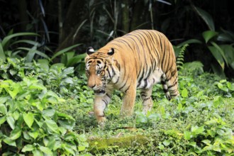 Malaysia tiger (Panthera tigris jacksoni), adult, running, stalking, vigilant, Malaysia, Southeast