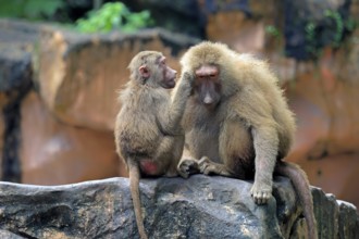 Mantled baboon (Papio hamadryas), two animals, grooming, sitting, on rocks, social behaviour