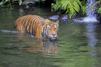 Malaysia tiger (Panthera tigris jacksoni), adult, in water, alert, Malaysia, Southeast Asia