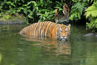 Malaysia tiger (Panthera tigris jacksoni), adult, in water, alert, Malaysia, Southeast Asia