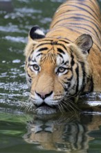 Malaysia tiger (Panthera tigris jacksoni), adult, in water, alert, Malaysia, Southeast Asia