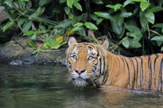Malaysia tiger (Panthera tigris jacksoni), adult, in water, alert, portrait, Malaysia, Southeast
