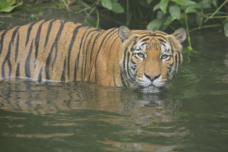 Malaysia tiger (Panthera tigris jacksoni), adult, in water, alert, Malaysia, Southeast Asia