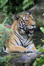 Malaysia tiger (Panthera tigris jacksoni), adult, portrait, rock, vigilant, Malaysia, Southeast