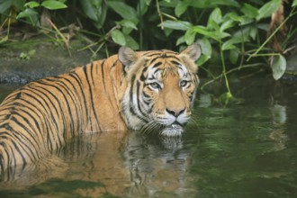Malaysia tiger (Panthera tigris jacksoni), adult, portrait, in water, alert, Malaysia, Southeast
